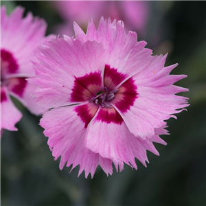 Dianthus 'Cocktail Shirley Temple'
